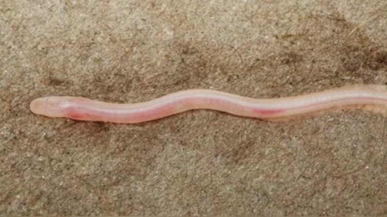 Gangaichthys indonepalicus rare creature discovered through viral video