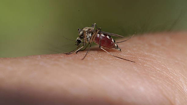Why do mosquitoes bite us The real science behind mosquito bites