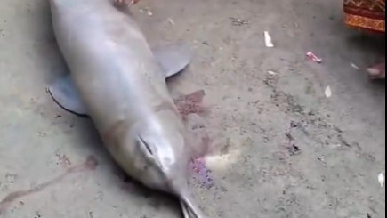 Gangetic Dolphin tied to cycle cruelty for social media reels