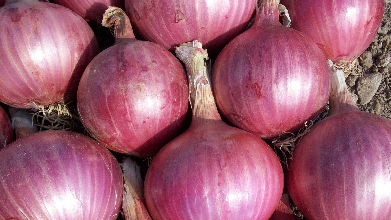 Central Government offers onions at 35 per kg claiming no shortage in country