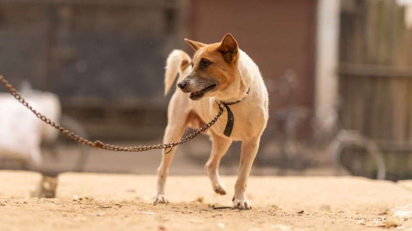 Karan Mirzapur Rabies Case Can you survive after symptoms and what is the truth