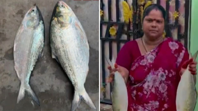 Pulasa fish buzz in Yanam port record price in auction