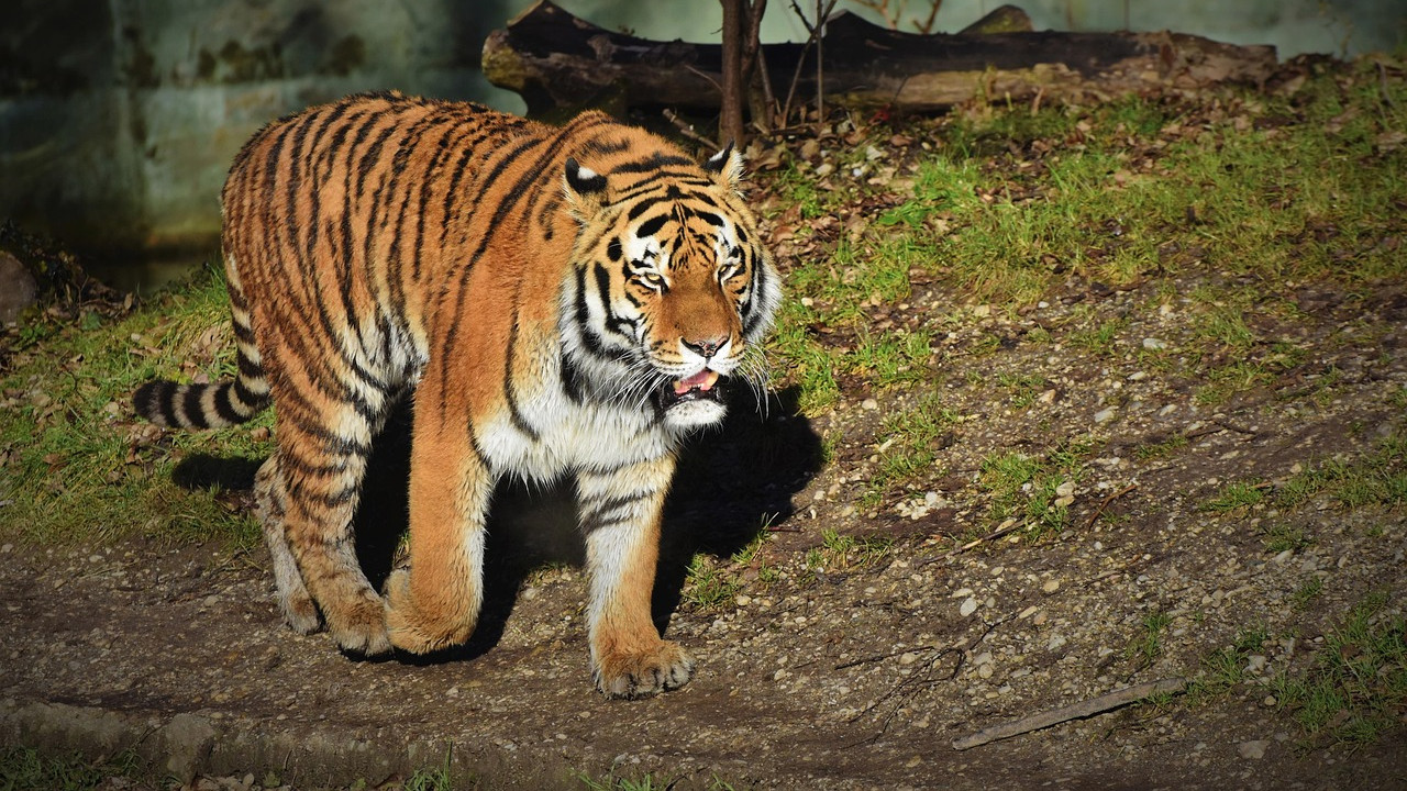 Polavaram Tiger returns causing panic at the project site