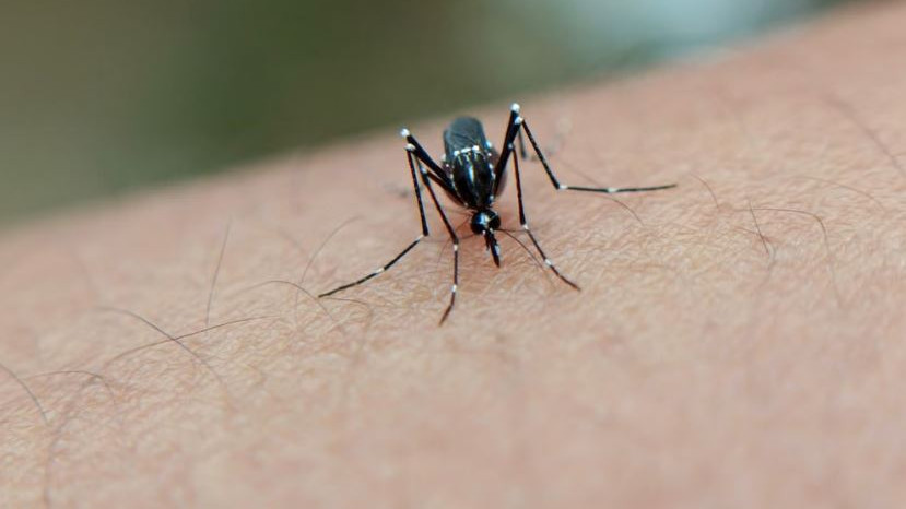 India big victory over malaria 80 percent drop in cases in 10 years how was it possible