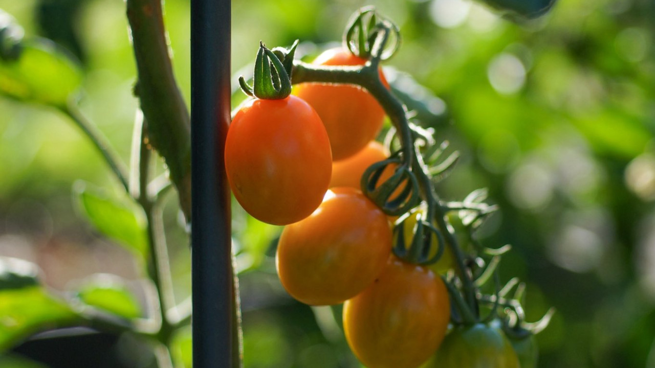 Oregon farmer amazing feat of 40 years farming without water