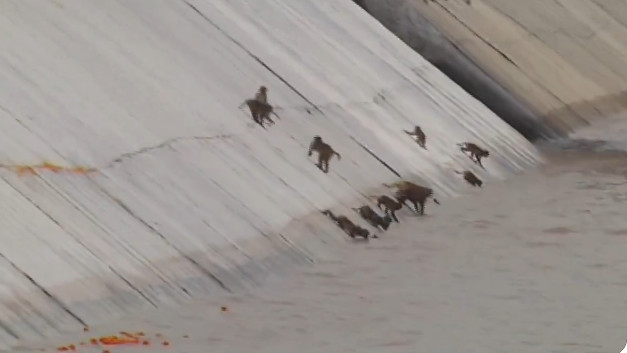 CM Chandrababu Naidu shares video of monkeys drinking water from Veligonda canal