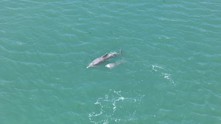 Gulf of Kutch becomes a haven for dolphins interesting facts in survey