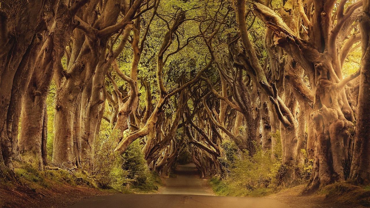 How do bent branches become straight Interesting secret revealed