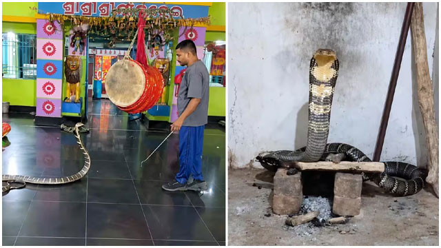 12 foot King Cobra in Odisha temple hour long tension
