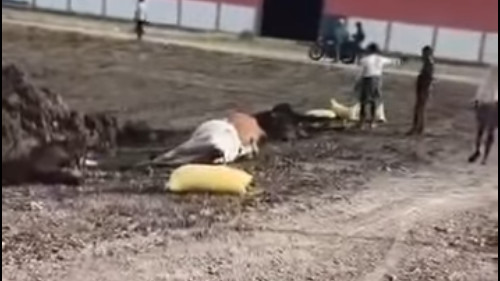 Tragedy in Palnadu district 18 cows die after eating urea mixed fodder