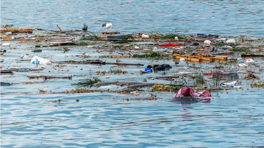 Vera Wang Hawaii student discovers plastic eating fungus in coconut waste
