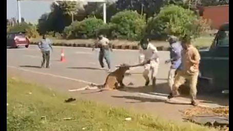Leopard attacks forest official as tranquilizer fails during rescue operation in Davanagere