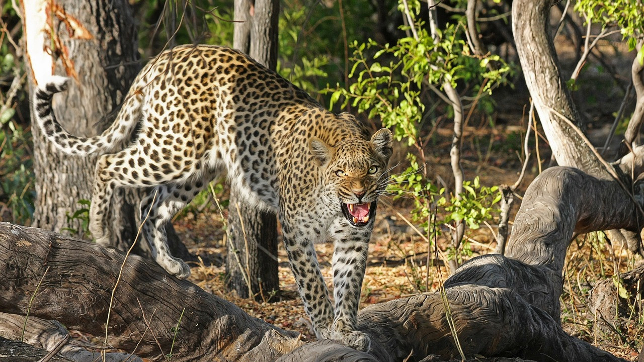 Leopard again on Tirumala walking path devotees in fear