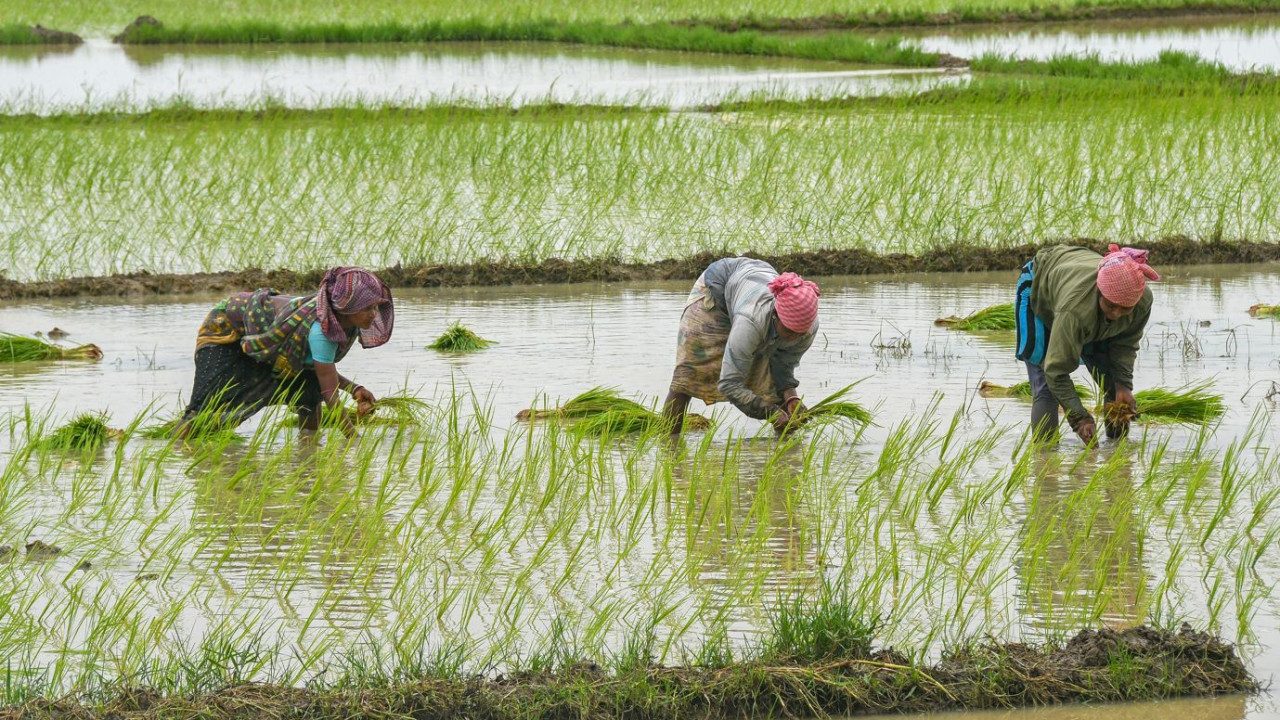 IIT Madras new idea to prevent water waste in rice cultivation