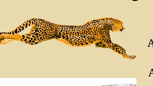 American Cheetah mystery solved by new research on extinct species