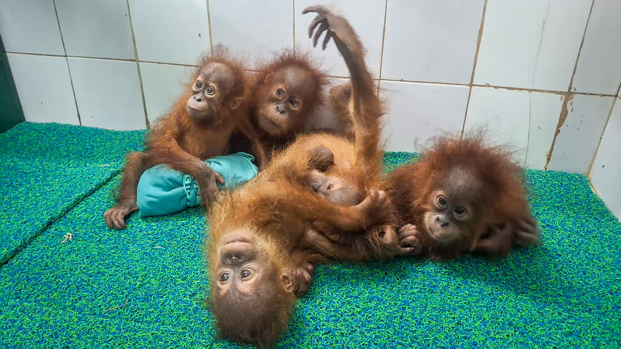 Orangutans rescued from illegal trafficking receive music therapy in Odisha