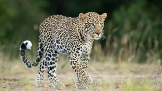 leapord appeared near tirimal GNC tollgate