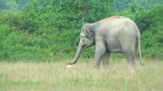 Elephant plays football viral video on Vinayaka Chavithi