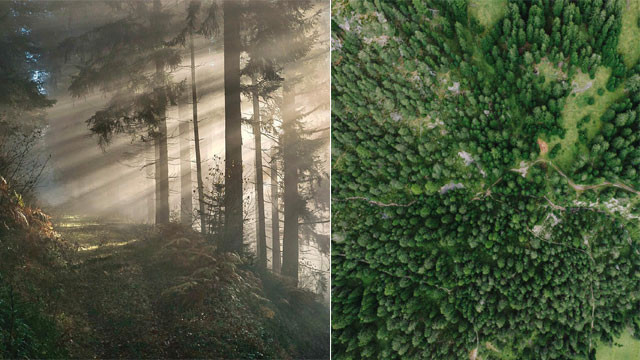 Forest and Jungle do you think both are same here is the real difference