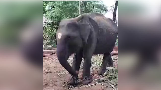Durga Elephant travels 3000 km from Assam to Madurai Meenakshi Temple