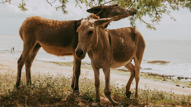 Pakistan Donkey Export Booms Due to High Demand from China