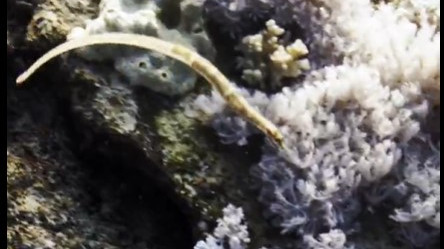 Spinach Pipefish rediscovered in Papua New Guinea after 40 years