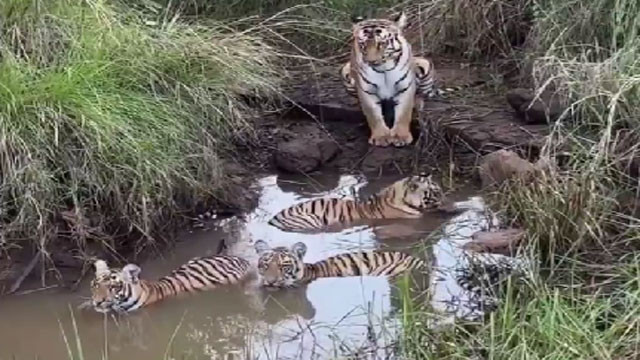 Tiger cubs fun in mud pool video will amaze you