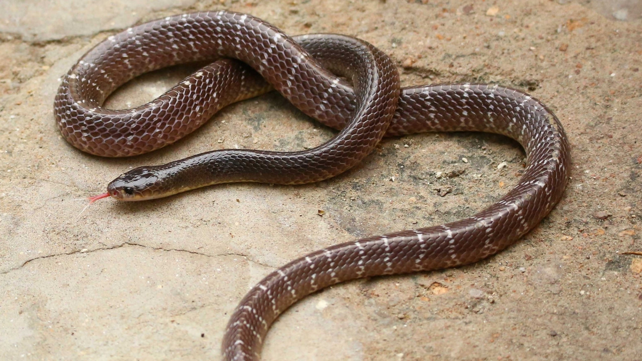 Man brings snake in bag to hospital after being bitten