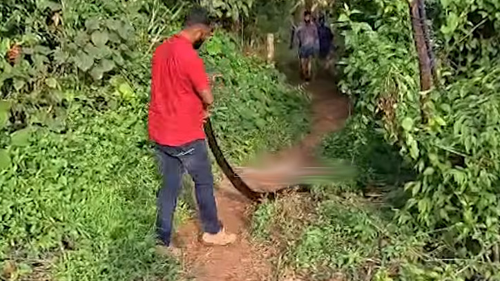 King Cobra swallows python unexpected twist during rescue operation