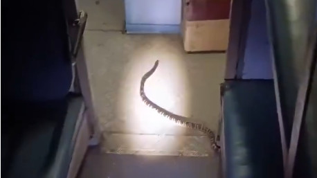 Indian Railways snake in compartment Congress mocks Center as Jungle Safari