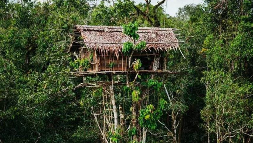 Korowai Tribe houses on trees at 50 meters height where is this strange tribe located