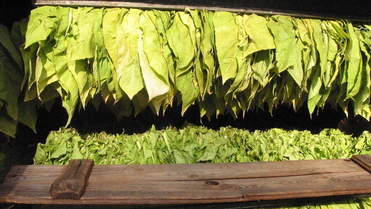 Central Government announces good news for Andhra Pradesh tobacco farmers