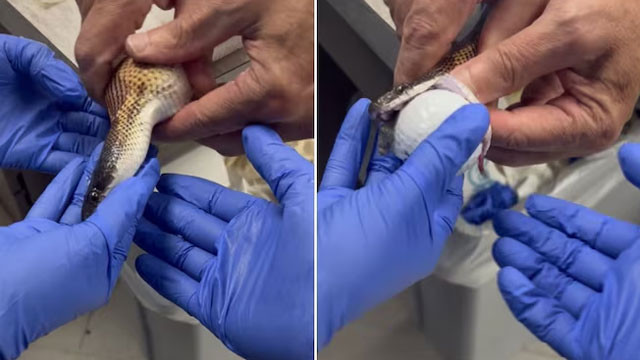 Snake swallows three golf balls doctors save it without surgery video