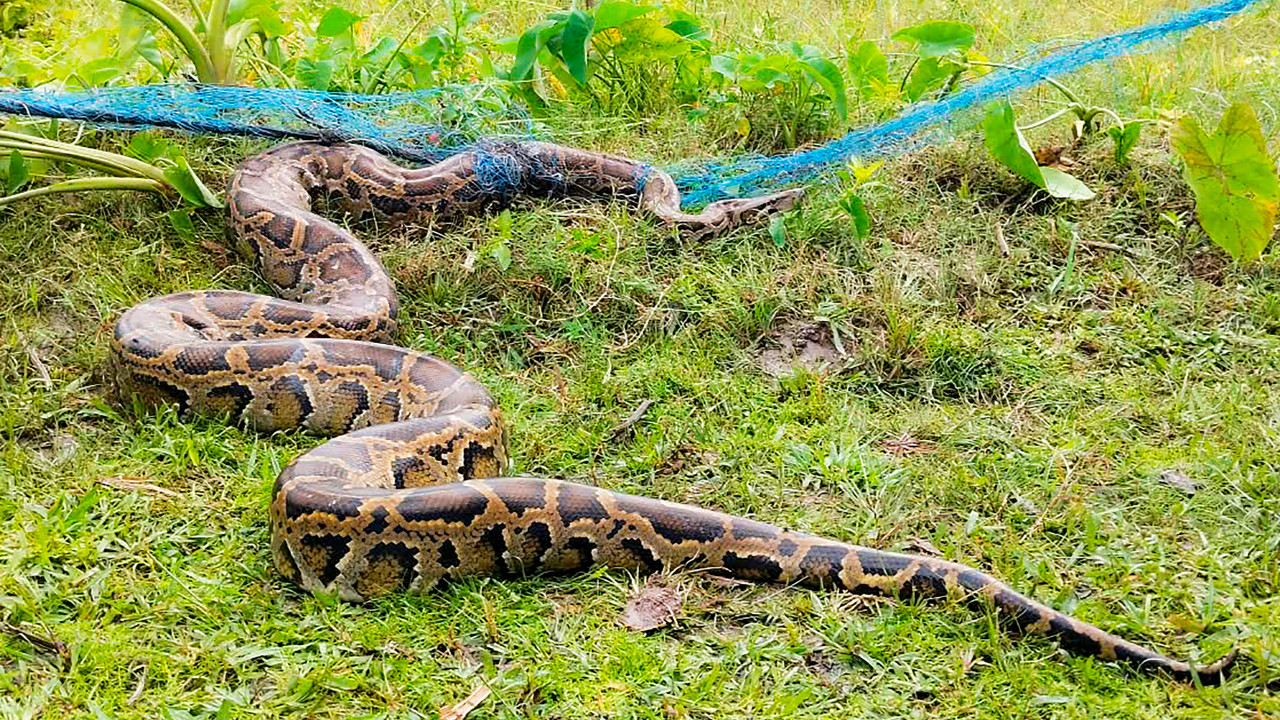Burmese Python hunting in Florida as robotic rabbits enter the field