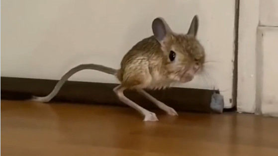 Kangaroo Rat facts This creature never drinks water in its life