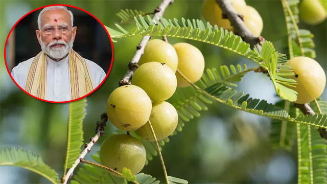 PM Modi praises Amla in Mann Ki Baat as a path to health and income