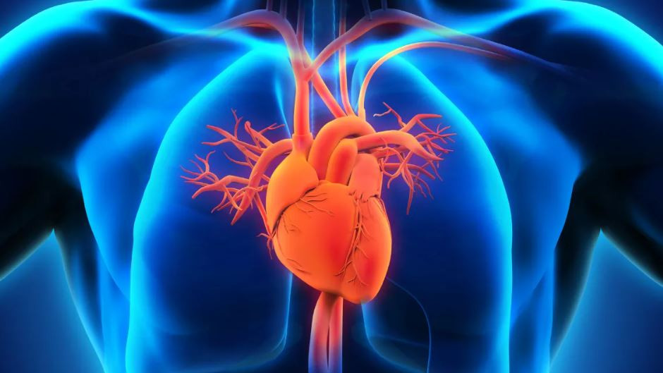 Human heart facts you should know and must read