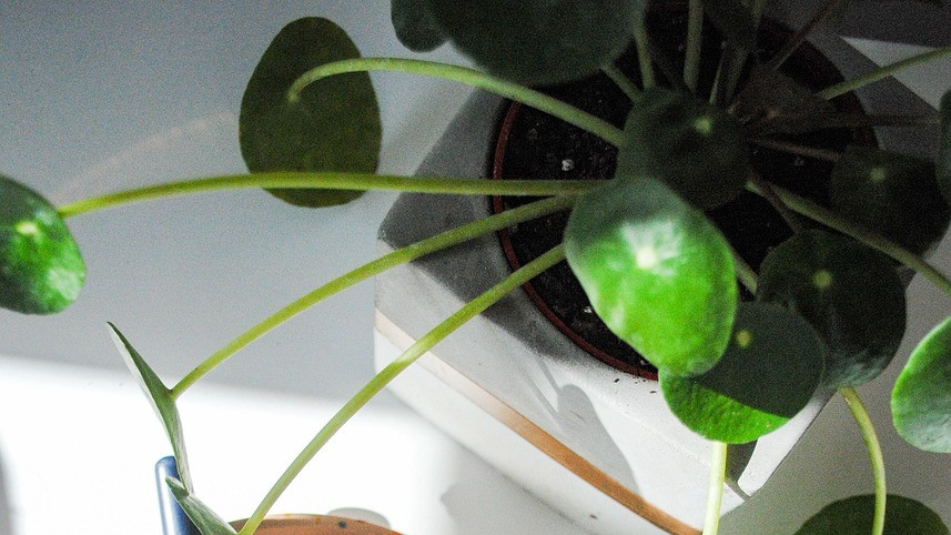 Chinese Money Plant leaf structure follows amazing mathematical pattern
