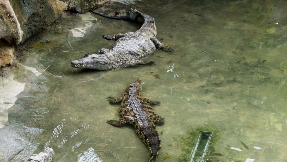 Why do crocodiles swallow stones along with food the reason will surprise you
