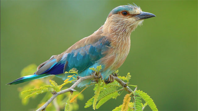 Telangana Forest Department warns of strict action for caging Indian Roller birds during Dasara