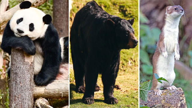 Animals that pause pregnancy a fascinating wonder of nature