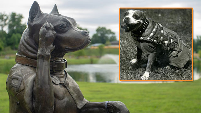 Sergeant Stubby the war dog who made history in World War I