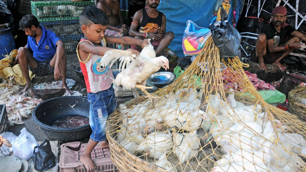 Chicken lovers shocked as prices may reach 500 rupees per kg