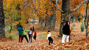 Kashmir golden beauty of autumn Chinar leaves changing colors