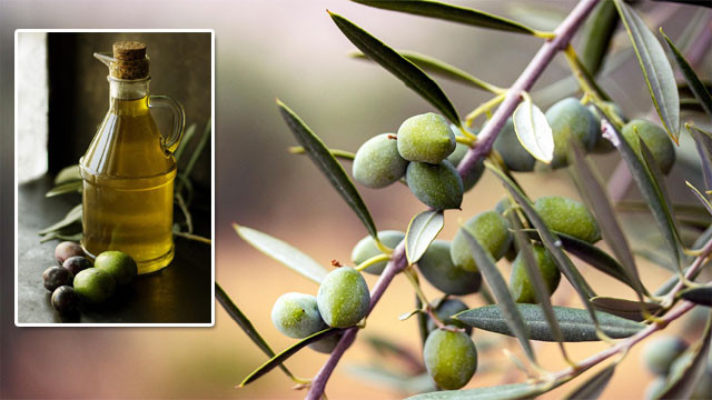 Rajasthan creating wonders in olive cultivation in India with Israeli technology