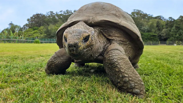 Jonathan Conquered Old Age Secret of Longevity in 194 Year Old Tortoise