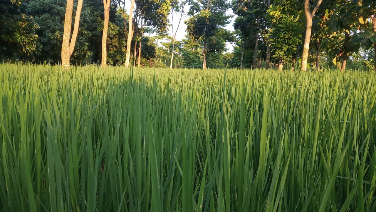 Telangana Government plans to export fine rice to global markets