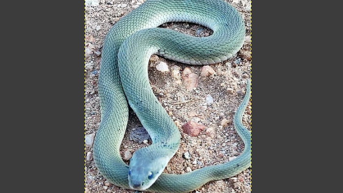 Green Keelback rare snake spotted in Karnataka you have never seen before