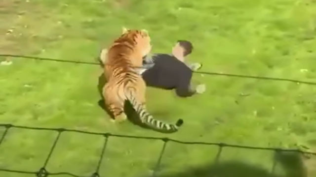 Yorkshire Wildlife Park tragedy man dies after entering tiger enclosure