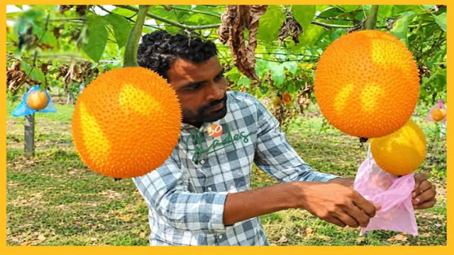 Do you know about this fruit worth 800 per kg AP farmer fortunes changed with cultivation